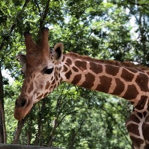 Meet your Posher, Sidney